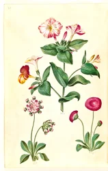 Mirabilis jalapa (cudowny kwiat); Bellis perennis (pospolita stokrotka)