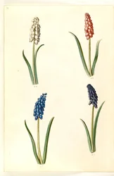 Muscari botryoides (hiacynt perłowy pospolity)