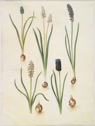 Muscari botryoides (almindelig perlehyacint); Muscari racemosum (muskat-perlehyacint); Muscari zaniedbany