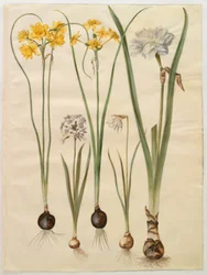 Narcissus jonquilla (siv-narcis); Narcyz tazetta (tazet); Narcissus pseudonarcissus moschatus (piżmo-narcyz); poetycki narcyz (pinselilje)