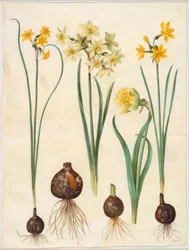 Narcissus jonquilla (rush-narcissus); Narcissus tazetta aureus (złoty tazet); Narcissus pseudonarcissus bicolor (żonkil dwukolorowy)