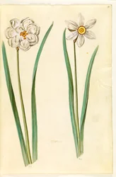 poetycki narcyz (pinselilje)