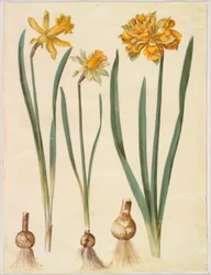 Narcissus pseudonarcissus major (duży żonkil); Narcissus pseudonarcissus bicolor (dwukolorowy żonkil); Narcyz pseudonarcissus
