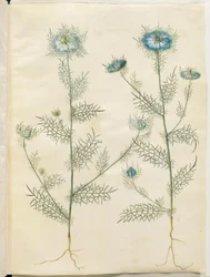 Nigella damascena (dziewica w zieleni)