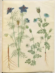 Nigella hispanica (diabeł w buszu); Czarnuszka siewna (czarnuszka)