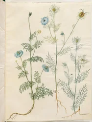 Nigella sativa (czarnuszka); Nigella damascena (dziewica w zieleni)