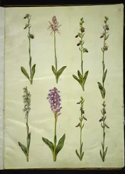 Ophrys apifera lub Ophrys sphegodes (kwiat pszczół lub kwiat wczesnej muchy); „Orchis simia” (kwiat fantazji); Ophrys apifera (kwiat pszczół); Orchis (zioło kukułki); Orchis militaris (Ziele Kukułki Rycerskiej); Ophrys insectifera (mucha pospolita)