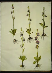 Ophrys fuciflora (dron-flueblomst)