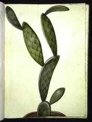 Opuncja monacantha