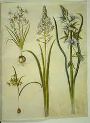 Ornithogalum umbellatum (mleko dla ptaków dietetycznych); Ornithogalum pyramidale (mleko ptasie piramidy); Gagea lutea (powszechna złota gwiazda); Ornithogalum nutans (kiwanie ptasim mlekiem)