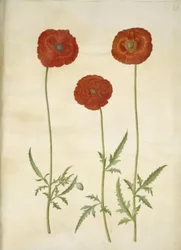 Papaver rhoeas (mak zbożowy)