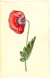 Mak lekarski (mak lekarski)