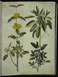 Phlomis fruticosa (żeleźniak krzewiasty); Salvia officinalis (szałwia lekarska)
