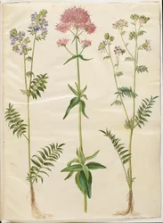 Polemonium caeruleum (powszechna drabina Jakubowa); Centranthus ruber (kołek z czerwonymi zarodnikami)