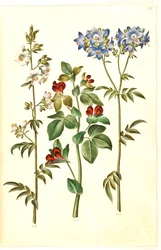 Polemonium caeruleum (powszechna drabina Jakubowa); Lotos tetragonolobus (groszek szparagowy)