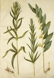 Polygonatum verticillatum (wieniec konwalia); Polygonatum multiflorum (duża konwalia)