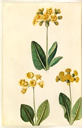 Pierwiosnek × polyantha (?); Wiosenne pierwiosnki (?)