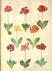 Pierwiosnek ×pubescens (mają-aurikel)