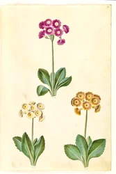 Pierwiosnek ×pubescens (mają-aurikel)