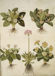 Primula vulgaris (hybryda pierwiosnka wielkokwiatowego); Primula farinosa (Cowpea Kwitnąca)