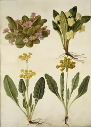 Primula vulgaris (karnawałowa krowa); Primula vulgaris (hybryda pierwiosnka wielkokwiatowego); Primula veris (hybryda cowpea z wydrążoną szyjką)