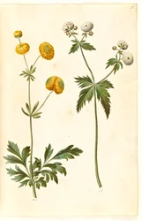 Ranunculus acris (jaskier złoty guzik); Ranunculus aconitifolius (jaskier srebrny guzik)