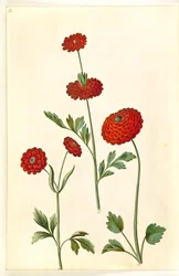 Ranunculus asiatica (ranunkel)