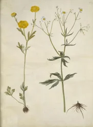Ranunculus monspeliacus (jaskier jedwabny); Jaskier aconitifolius (Ranunculus aconitifolius)