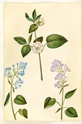 Rosa (?) (róża); Syringa vulgaris (szczaw zwyczajny)