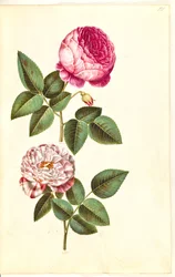 Rosa × centifolia (centifolia-róża); Rosa gallica versicolor („Rosa Mundi”)