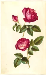 Rosa gallica (apoteker-róża); Rosa (?) (Róże)