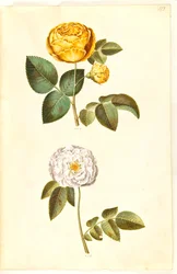 Rosa hemisphaerica (żółta róża siarkowa); Rosa ×alba (biała róża)