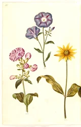 Saponaria officinalis (mydlnica lekarska); Convolvulus tricolor (spódnica panieńska); Helianthus (?) (gatunek słonecznika)