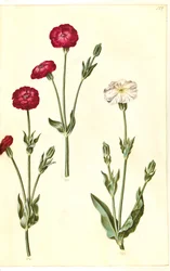 Silene coronaria (korona jeżowca)