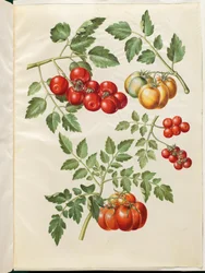 Solanum lycopersicum L. (pomidor almindelig)