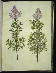 Syringa ×laciniata (płatkowaty szczaw)