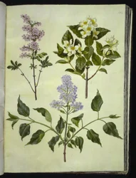 Syringa ×persica (szczaw perski); Philadelphus coronarius (pachnące drzewo fajkowe); Syringa vulgaris (szczaw zwyczajny)