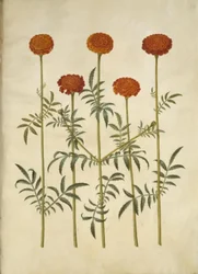 Tagetes patula (aksamitny kwiat z poprzeczką)