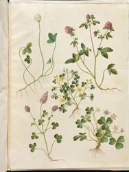 Trifolium repens (koniczyna biała); Trifolium pratense (koniczyna czerwona); Oxalis corniculata (koniczyna kwaśna); Trifolium incarnatum (koniczyna krwi); Oxalis acetosella (szczaw zajęczy)