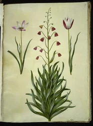 Tulipa clusiana (clusius-tulipan); Fritillaria persica (perisk fritillaria)