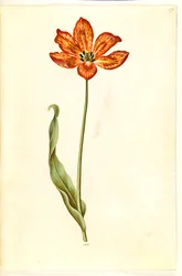 Tulipa gesneriana (tulipan)