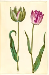 Tulipa gesneriana (tulipan)