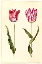 Tulipa gesneriana (tulipan)