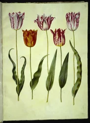 Tulipa gesneriana (tulipan)