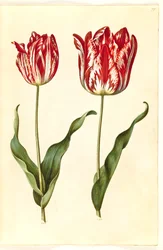 Tulipa gesneriana (tulipan)