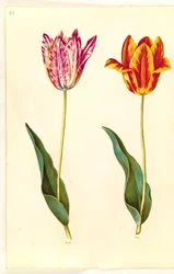 Tulipa gesneriana (tulipan)