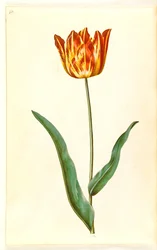 Tulipa gesneriana (tulipan)
