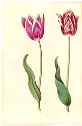 Tulipa gesneriana (tulipan)