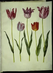 Tulipa gesneriana (tulipan)