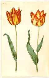 Tulipa gesneriana (tulipan)